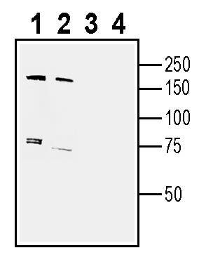 Anti-SARM1 Antibody - Carrier Free