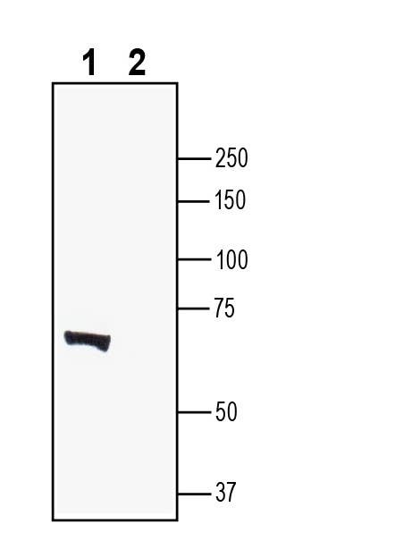 LRRTM2 (extracellular) Blocking Peptide