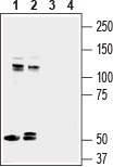 ASTN1 (extracellular) Blocking Peptide