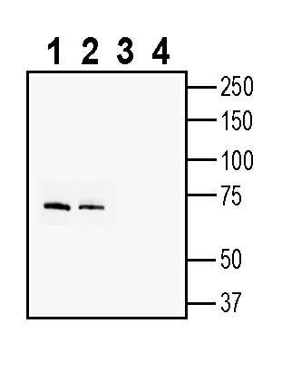 Anti-ADAM23 (extracellular) Antibody - Carrier Free