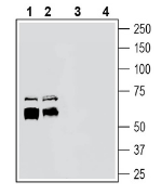 ADAM10 (extracellular) Blocking Peptide