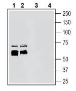 Anti-ADAM10 (extracellular) Antibody - Carrier Free