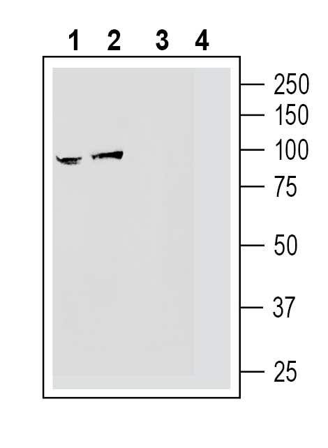 Anti-NGL-2/LRRC4 (extracellular) Antibody - Carrier Free