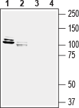 Anti-NGL-3/LRRC4B (extracellular) Antibody - Carrier Free