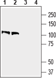 Anti-Contactin-1/CNTN1 (extracellular) Antibody - Carrier Free