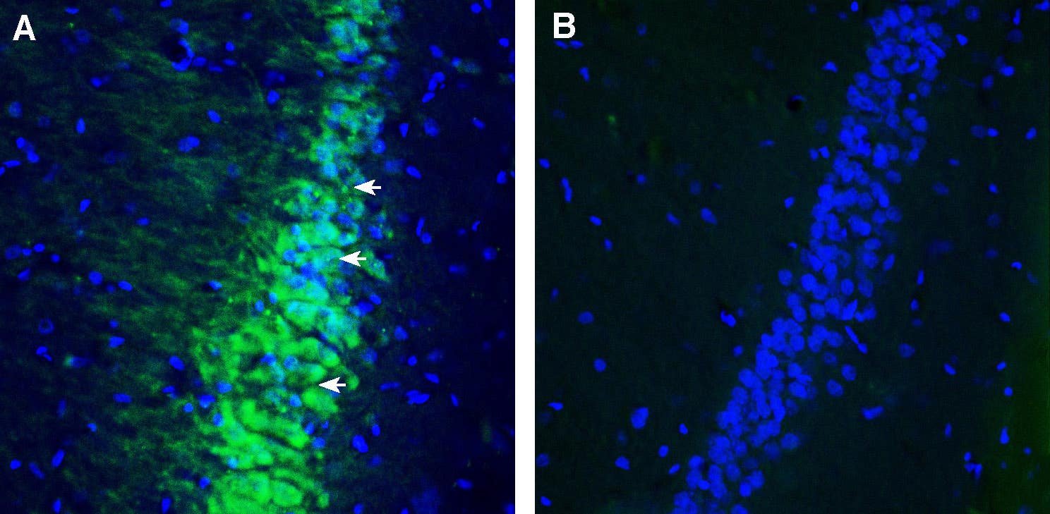 Anti-Contactin-2/CNTN2 (extracellular) Antibody