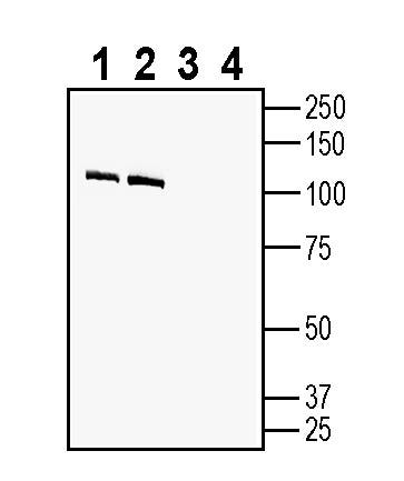 Contactin-2/CNTN2 (extracellular) Blocking Peptide