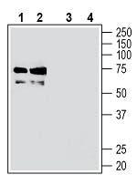 Anti-TMEM119 (extracellular) Antibody