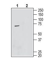 TMEM119 (extracellular) Blocking Peptide