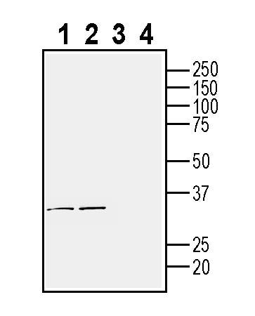 Anti-TMEM106B (extracellular) Antibody - Carrier Free