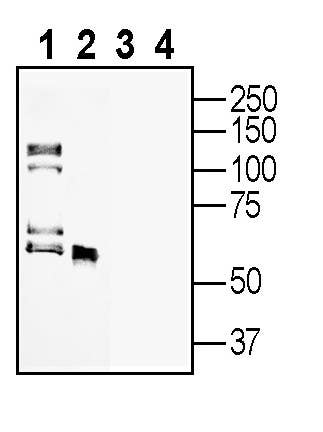 Anti-Progranulin Antibody - Carrier Free