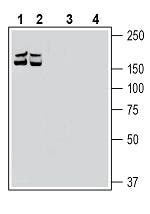 Robo1 (extracellular) Blocking Peptide