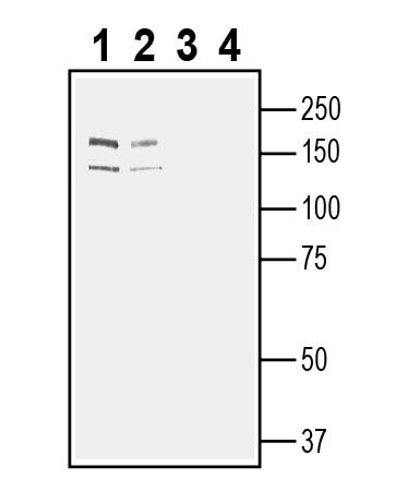 Anti-Robo2 (extracellular) Antibody - Carrier Free