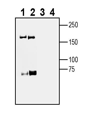 Robo3 (extracellular) Blocking Peptide