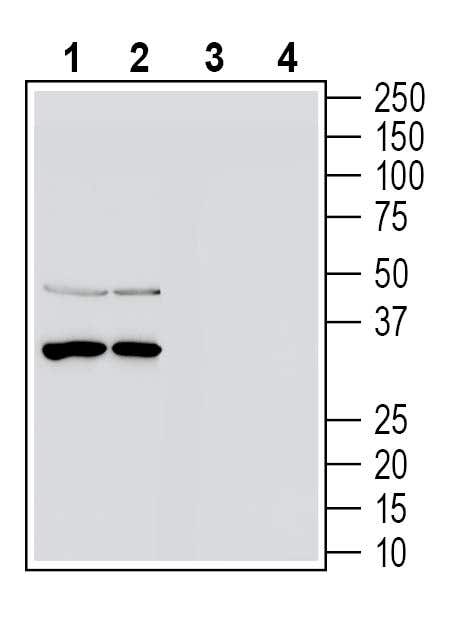 Tetraspanin-3 (extracellular) Blocking Peptide
