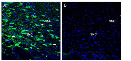 Anti-Tetraspanin 7 (extracellular) Antibody