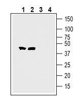 Tetraspanin 7 (extracellular) Blocking Peptide