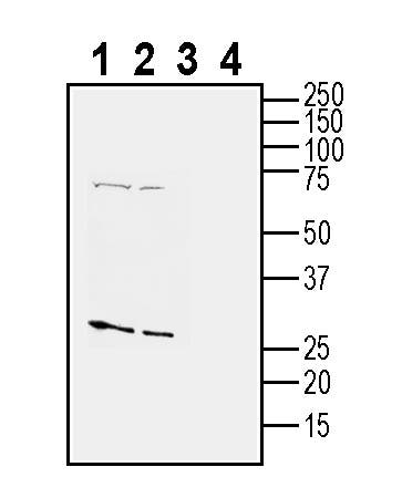 Tetraspanin 2 (extracellular) Blocking Peptide