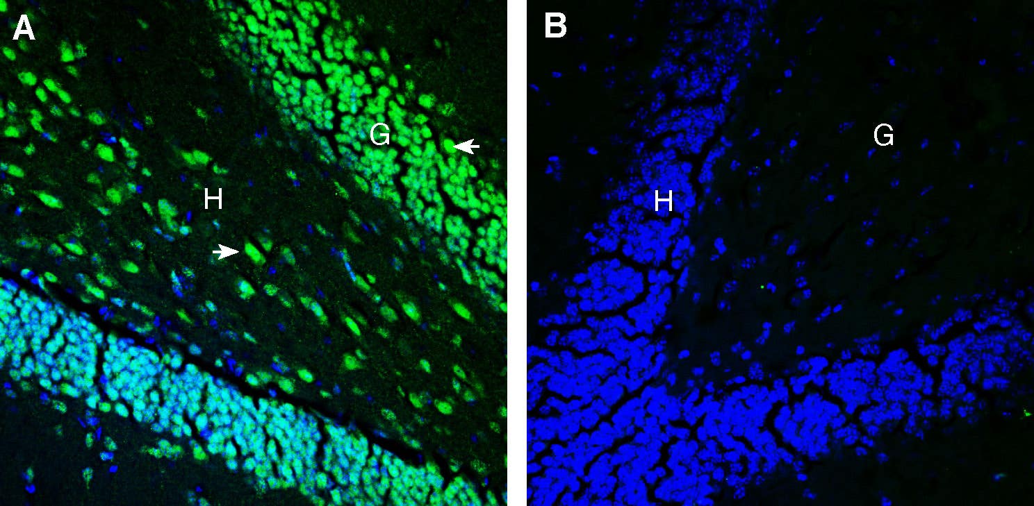 Anti-Tetraspanin 18 (extracellular) Antibody