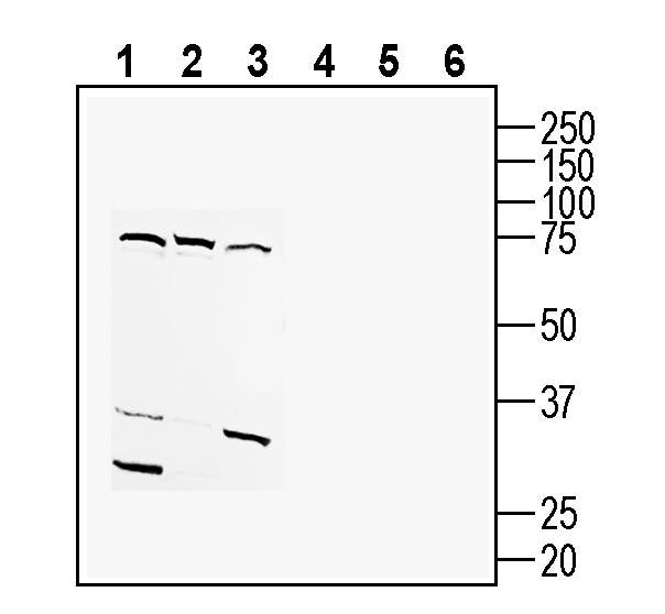 Tetraspanin 18 (extracellular) Blocking Peptide