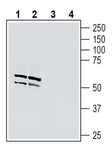 Anti-Neuronal Pentraxin 1 (NPTX1) Antibody - Carrier Free