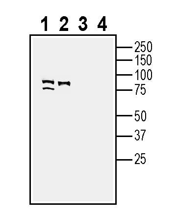 SLC3A2 (CD98) (extracellular) Blocking Peptide