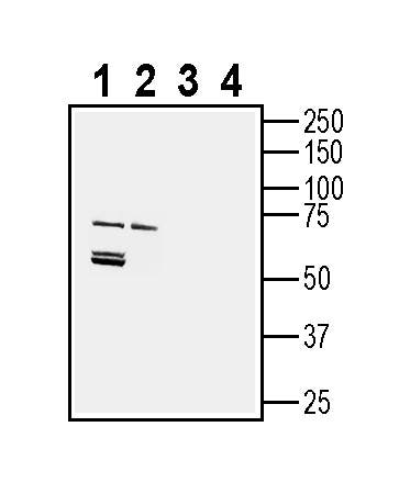Neuronal Pentraxin 2 (NPTX2) Blocking Peptide