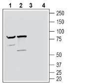 Anti-Neuronal Pentraxin Receptor (NPTXR)(extracellular) Antibody - Carrier Free