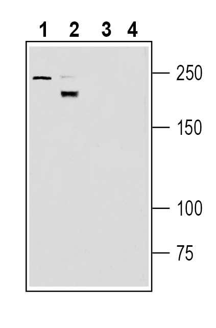 Neogenin (extracellular) Blocking Peptide
