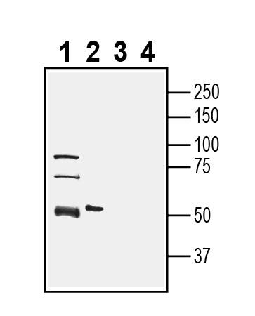 Anti-SLC36A1 (PAT1) Antibody - Carrier Free