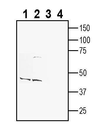 CADM1/SynCAM (extracellular) Blocking Peptide