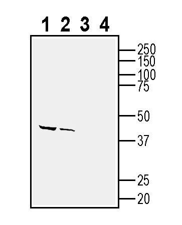 Anti-CD63 (extracellular) Antibody - Carrier Free