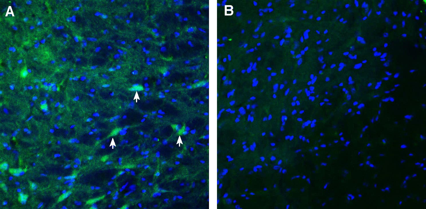 Anti-MEGF10 (extracellular) Antibody