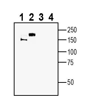Anti-MEGF10 (extracellular) Antibody - Carrier Free