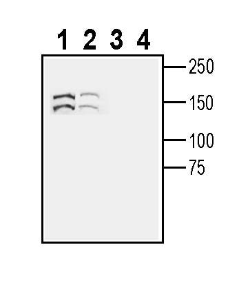 Anti-SEZ6 (extracellular) Antibody - Carrier Free