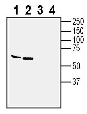 Anti-IGSF8 (extracellular) Antibody