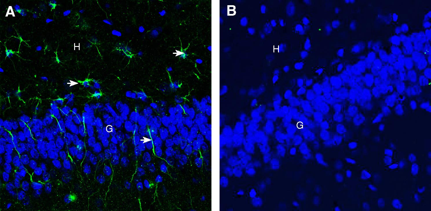 Anti-CD9 (extracellular) Antibody