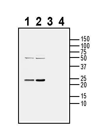 Anti-CD9 (extracellular) Antibody - Carrier Free