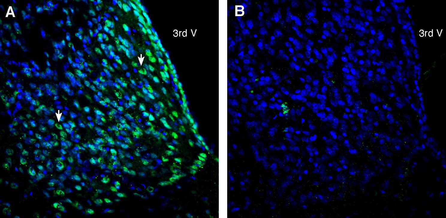 Anti-CD81 (extracellular) Antibody