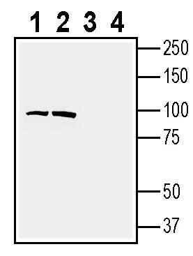 Anti-PTGFRN (extracellular) Antibody - Carrier Free