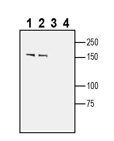 SLIT1 Blocking Peptide