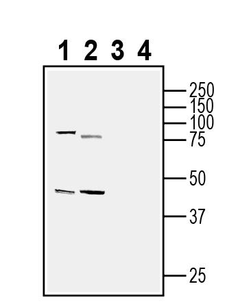 SPARC Blocking Peptide