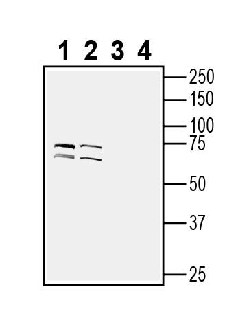Anti-TMEM108 (extracellular) Antibody - Carrier Free
