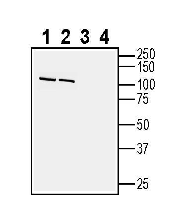 Anti-Cadherin-13 (extracellular) Antibody - Carrier Free
