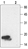 Neurotrophin 4/NT-4 Blocking Peptide