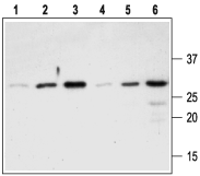 proNGF Blocking Peptide