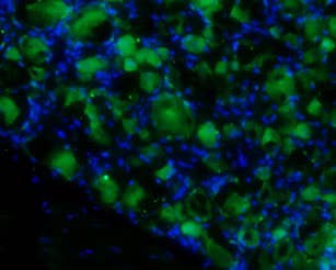 Anti-proBDNF-ATTO Fluor-488 Antibody