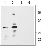 proBDNF Blocking Peptide