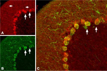Anti-proBDNF Antibody