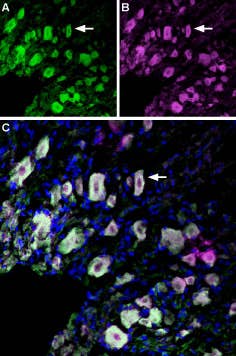 Anti-p75 NGF Receptor (extracellular)-ATTO Fluor-488 Antibody